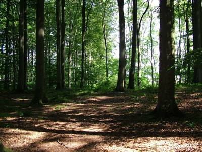 Promenons-nous dans les bois