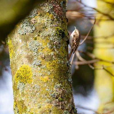 La rencontre des plantes et des oiseaux