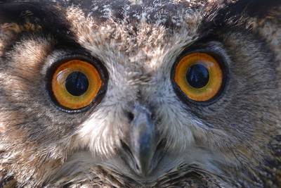Stands d’animation au Parc animalier La Garenne
