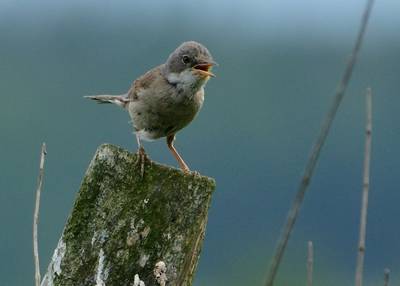 Un oeil (ou les deux) sur les oiseaux des champs et des bois