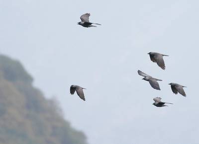 Oiseaux de la falaise