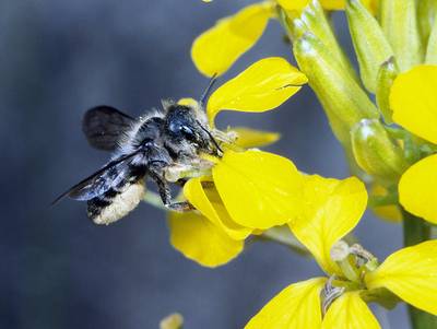 En vol avec les abeilles sauvages