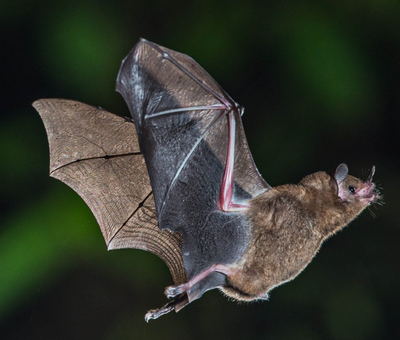 Balade acoustique: le monde invisible des chauves-souris