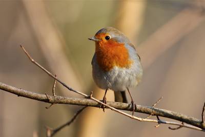 Les oiseaux du Parc Malagnou