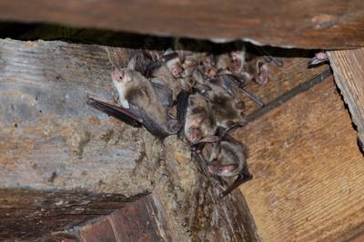 Observation des chauves-souris