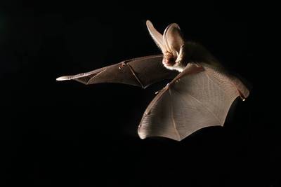 Balade nocturne à l'écoute des chauves-souris