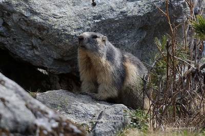 Le Réveil des marmottes