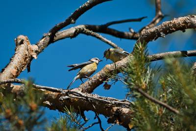Chemin aux trésors - Les gardien·ne·s des arbres et des oiseaux