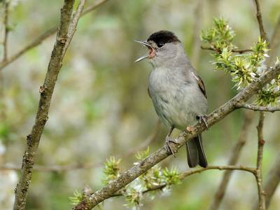Réveil des oiseaux