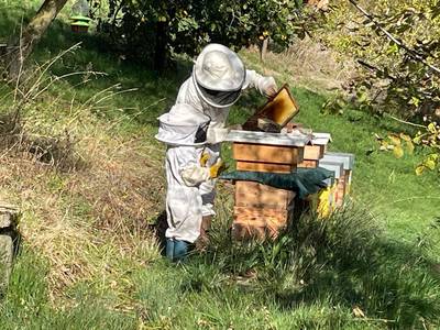 Le monde des abeilles: de la fleur au miel.