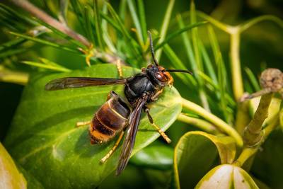 Le mondes des insectes: frelons européens, asiatiques, guêpes