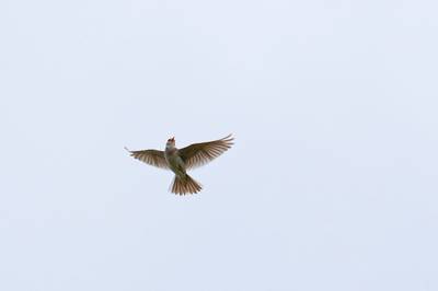 Les oiseaux du Parc Chasseral