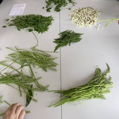 Cueillette de plantes sauvages et cuisine