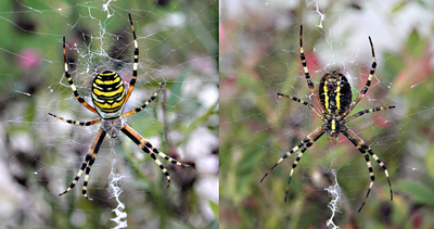 Observation d’araignées au Colliard