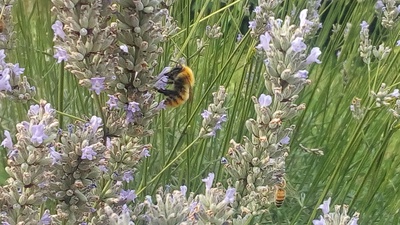 Vision thérapeutique de la nature, que dit la science ?