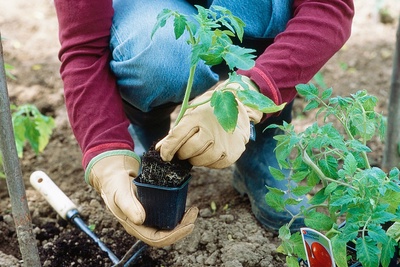 Atelier de plantons de tomates