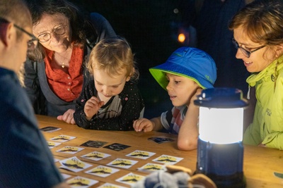 Les chauves-souris : secrets et découvertes