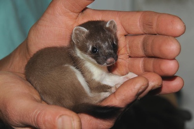 Visite de la Station de soin de la faune sauvage