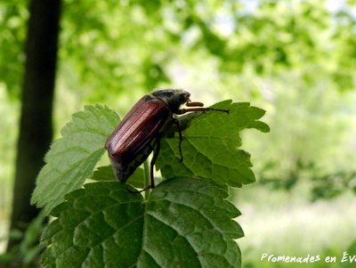 TOUTES ET TOUS INSECTOLOGUES !