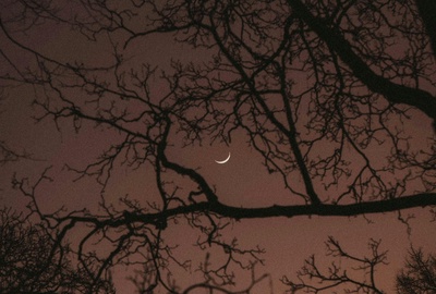 A l'écoute des sons de la nuit