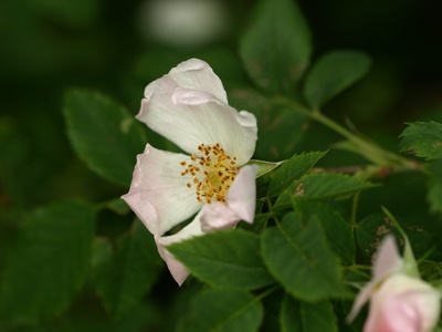 Dans les pas du Dr Bach et de ses fleurs