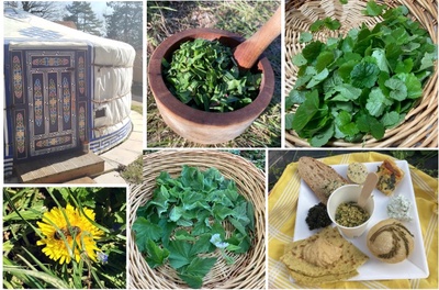 Méditation Balade et Cueillette Sauvage