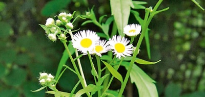 Plantes néophytes et autres organismes invasifs de notre région