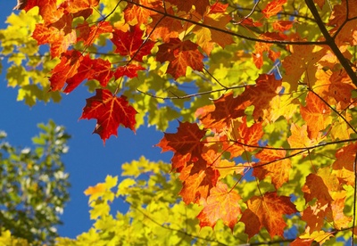 Opération pigments secrets - LaboRoulotte