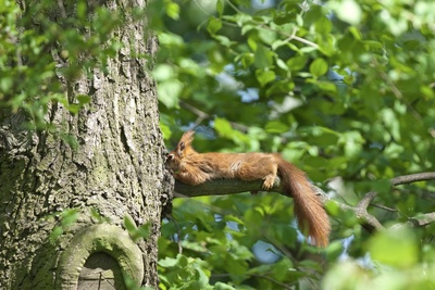 Dimanche nature – Les écureuils