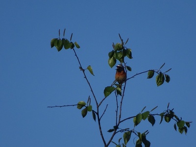 A la découverte des oiseaux de nos jardins