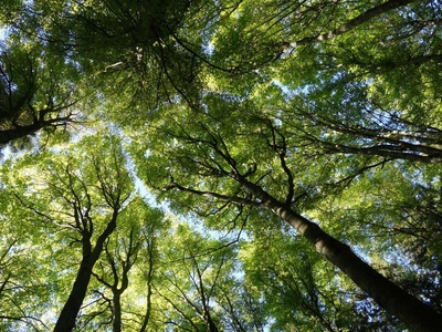 Bain de forêt au Mont-Pèlerin