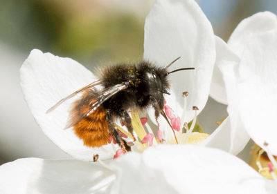 Les abeilles sauvages au jardin