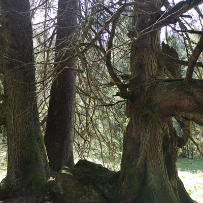 Observation de la nature et découverte de la forêt de Cergnement entre la Barboleuse et Solalex