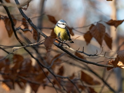 Découvrez les oiseaux de nos forêts et reconnaissez leurs chants