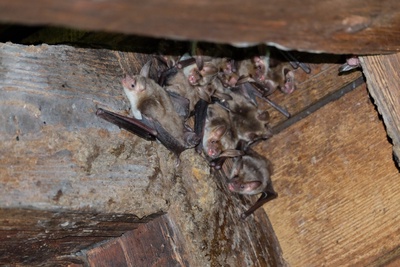 Observation des chauves-souris