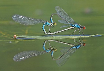 A la découverte des libellules