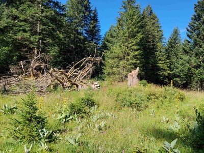 Les arbres habitats du pâturage boisé de Cergnement près de la Barboleuse