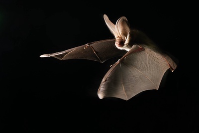 Balade nocturne à l'écoute des chauves-souris