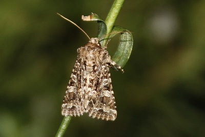 Observation des papillons de nuit
