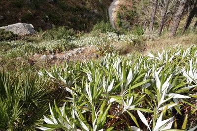 Visite guidée et expo «Et si la marguerite était un arbre?» / Führung und Ausstellung «Margeritenbäume und Löwenzahnsträucher»
