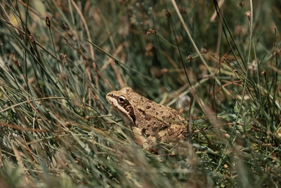 A la rencontre des amphibiens