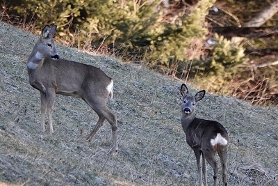 Observation de la nature