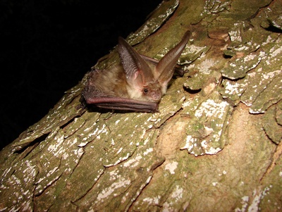 Observe et écoute les chauves-souris