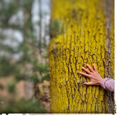 Découverte du bain de forêt