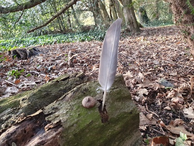 Regards poétiques : atelier slam en forêt