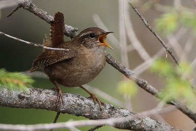 Excursion aux chants d'oiseaux