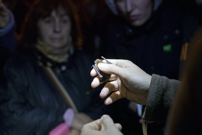 Les chauves-souris : mystères de la nuit