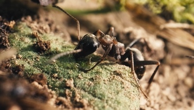 Projection du film "Le royaume des fourmis"