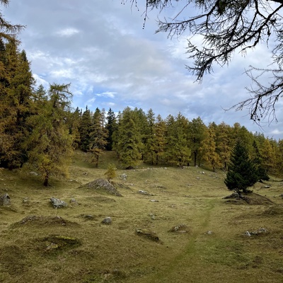 Vieil arbre, raconte-moi ta vie!