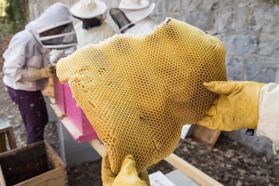 Observation silencieuse de l’entrée de la ruche